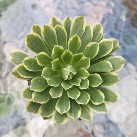 Aeonium 'Emerald Ice'