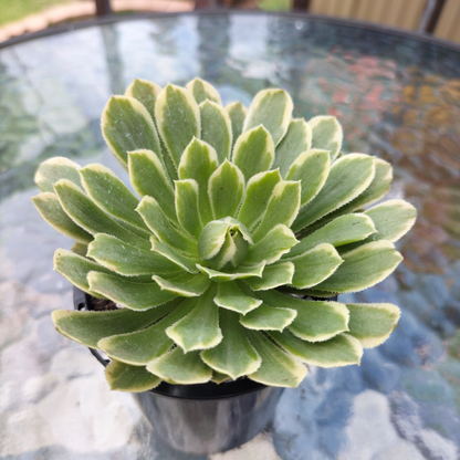 Aeonium 'Emerald Ice'