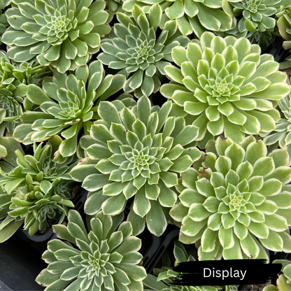 Aeonium 'Emerald Ice'