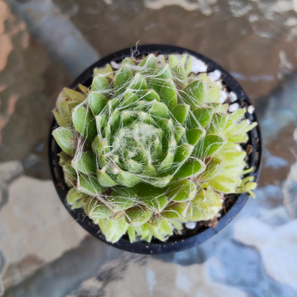 Sempervivum arachnoideum 'Emily'
