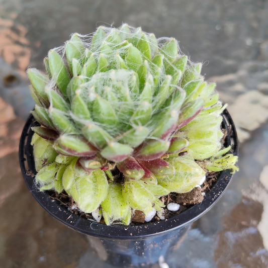Sempervivum arachnoideum 'Emily'