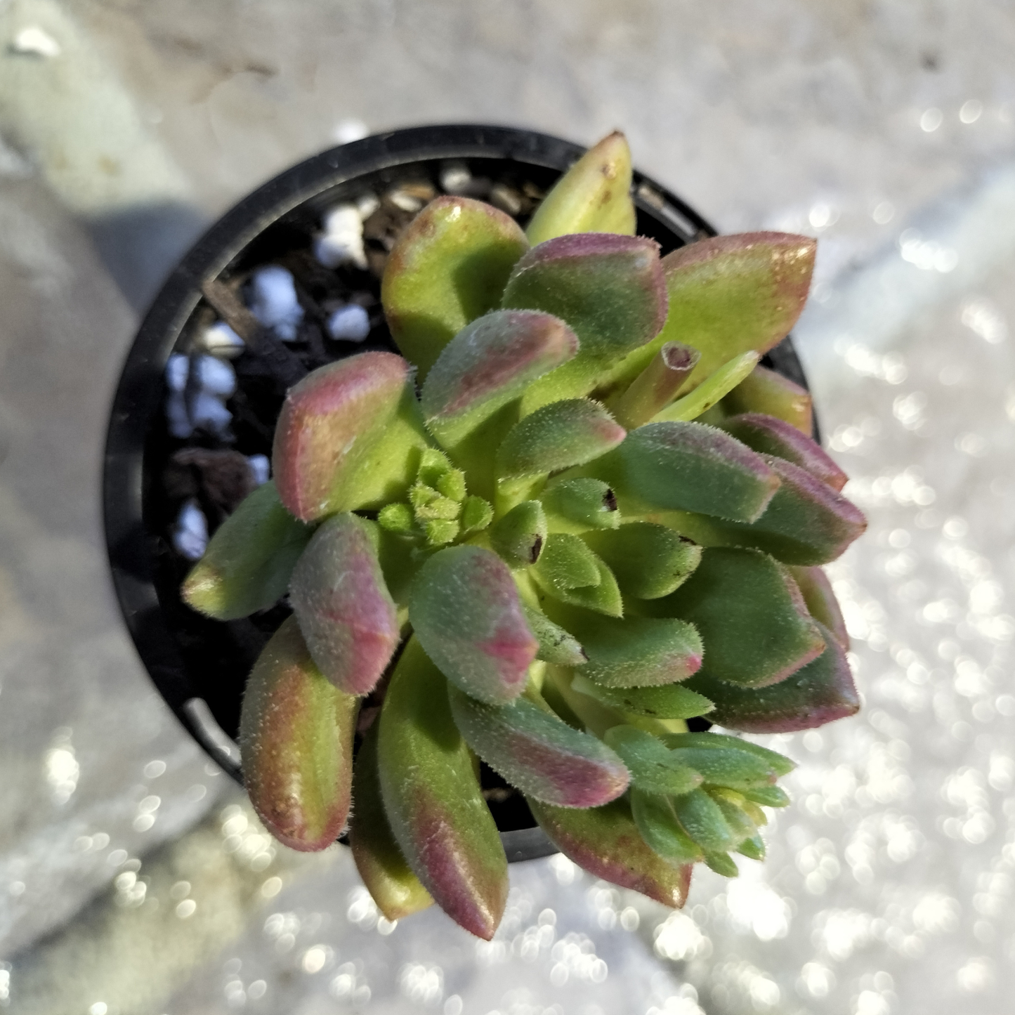 Echeveria 'Fantasia Carol'