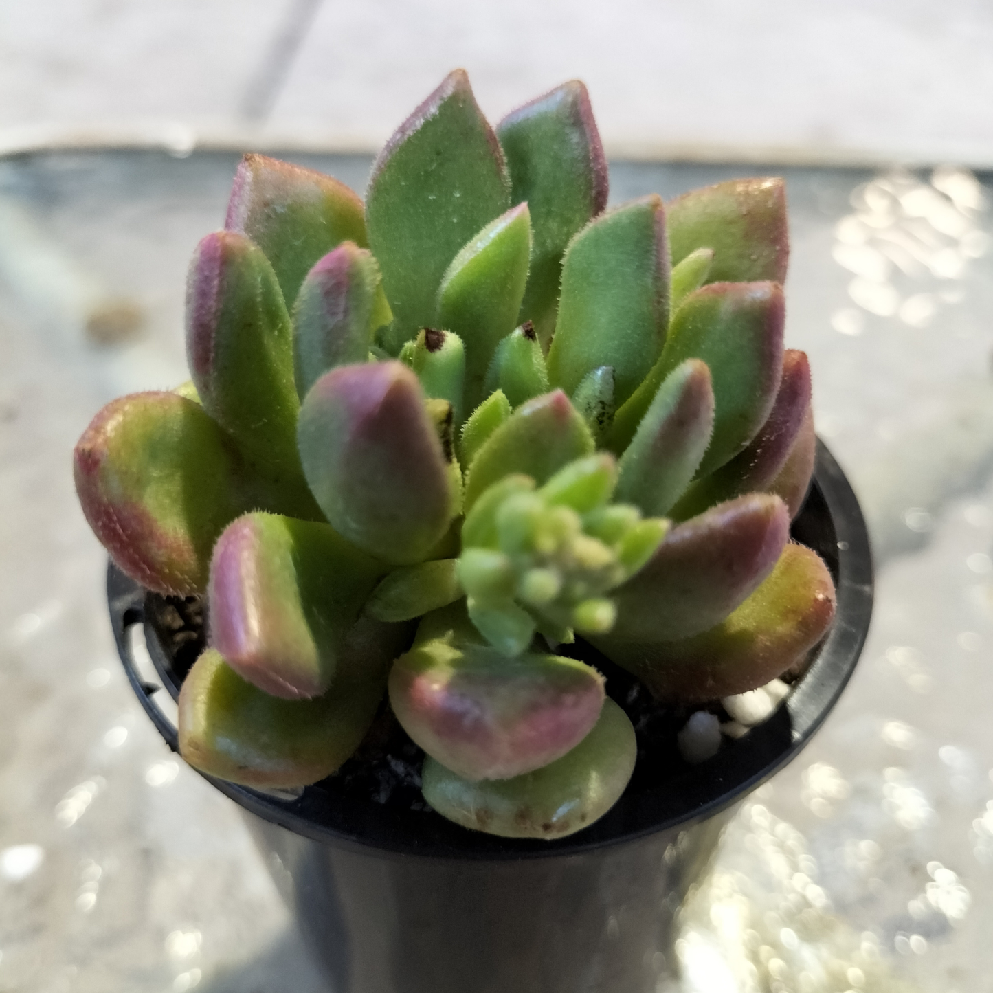 Echeveria 'Fantasia Carol'