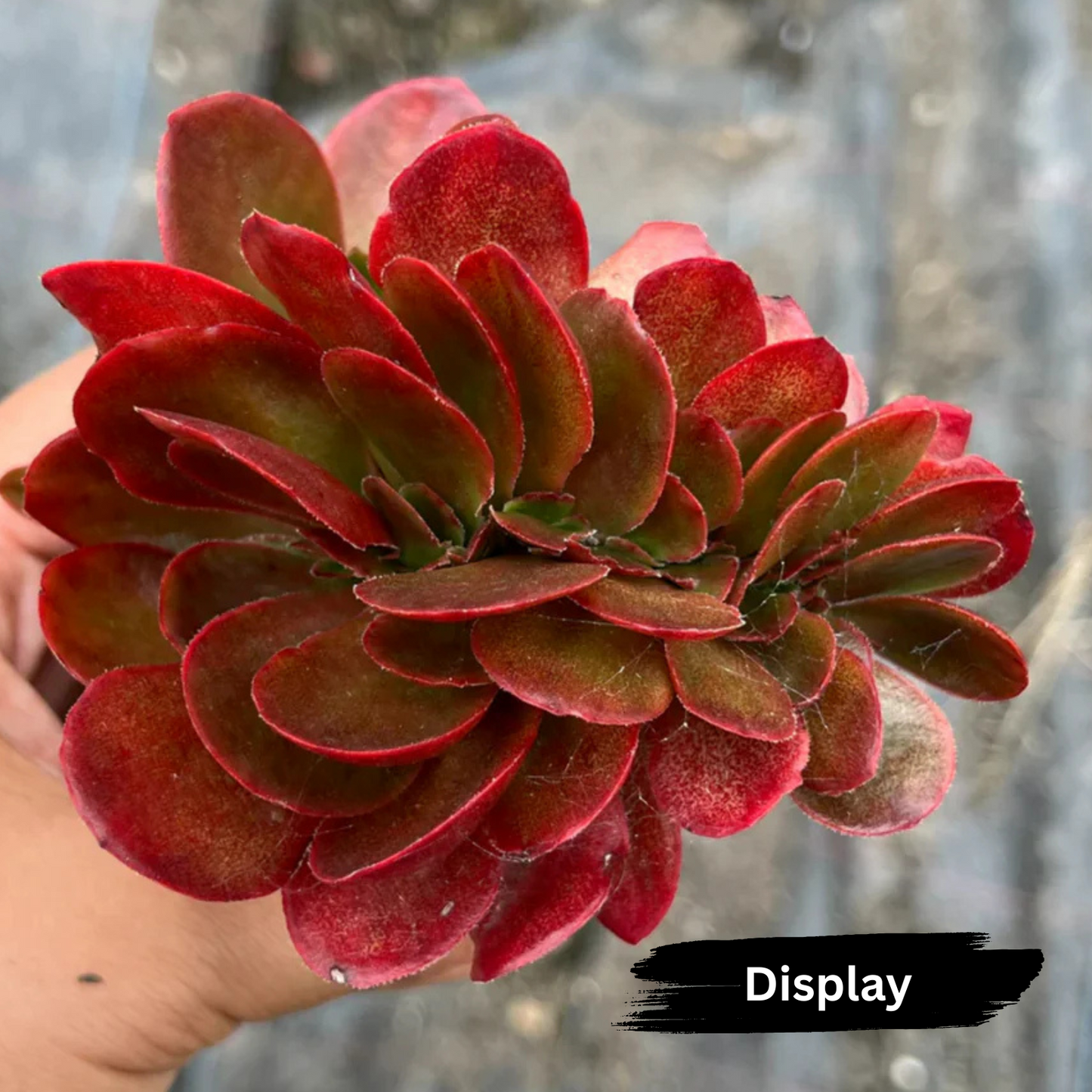 Echeveria 'Fimbriata Fasciculata' Crest