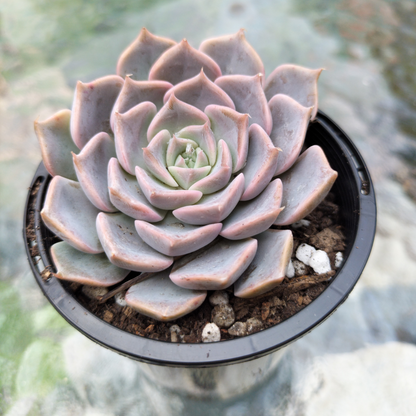 Echeveria 'Fiona's Choice'