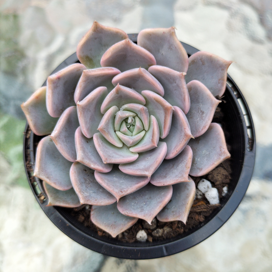 Echeveria 'Fiona's Choice'