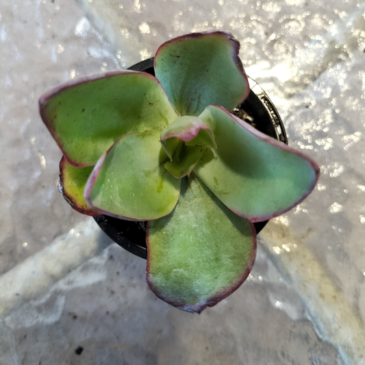 Echeveria Subrigida 'Fire and Ice'