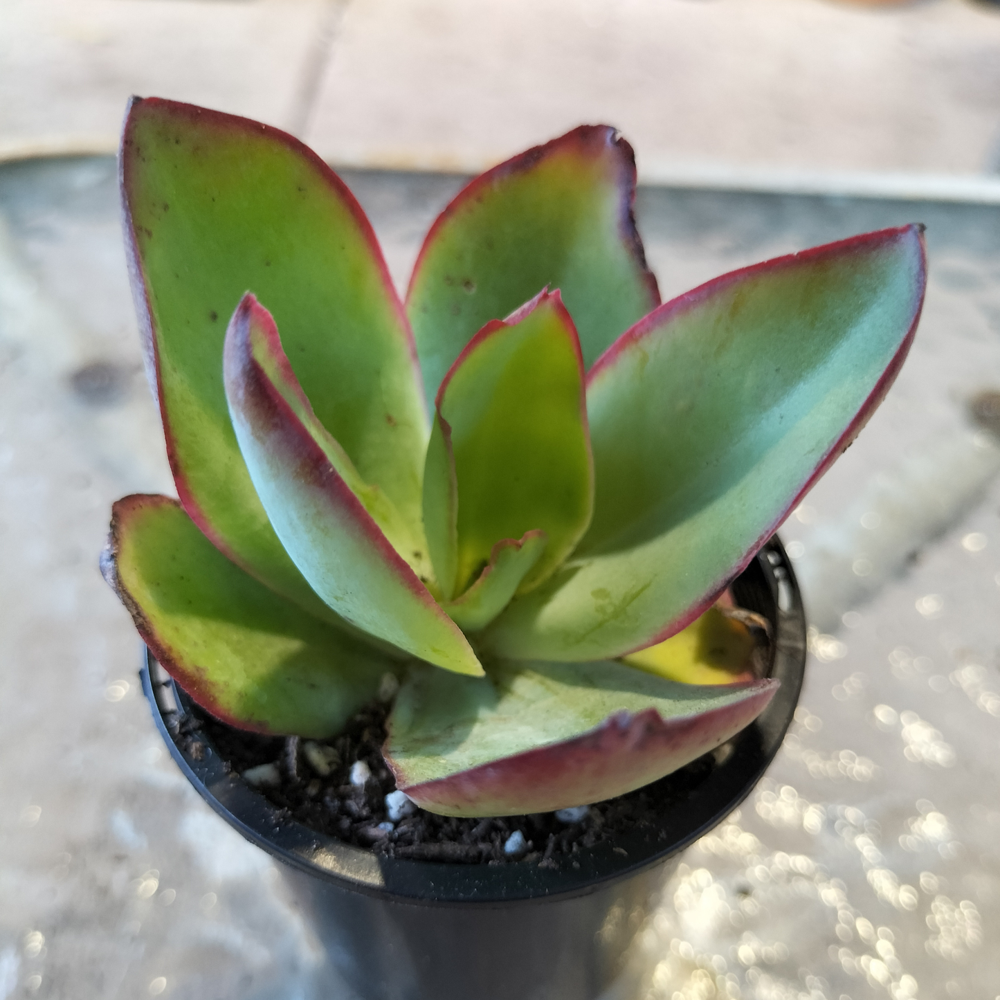 Echeveria Subrigida 'Fire and Ice'