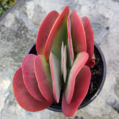 Kalanchoe luciae (Paddle plant/Flap jacks) Large