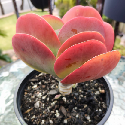 Kalanchoe luciae (Paddle plant/Flap jacks) Large