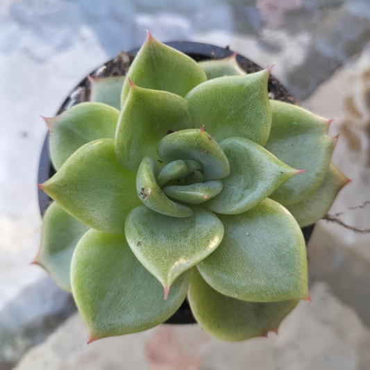 Echeveria agavoides 'Floriana'