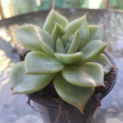 Echeveria agavoides 'Floriana'