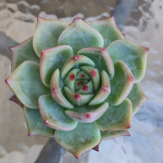 Echeveria fu lola