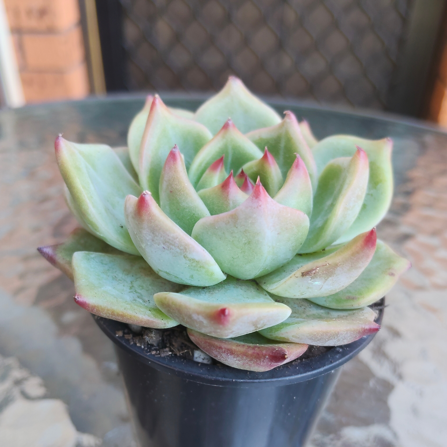 Echeveria fu lola