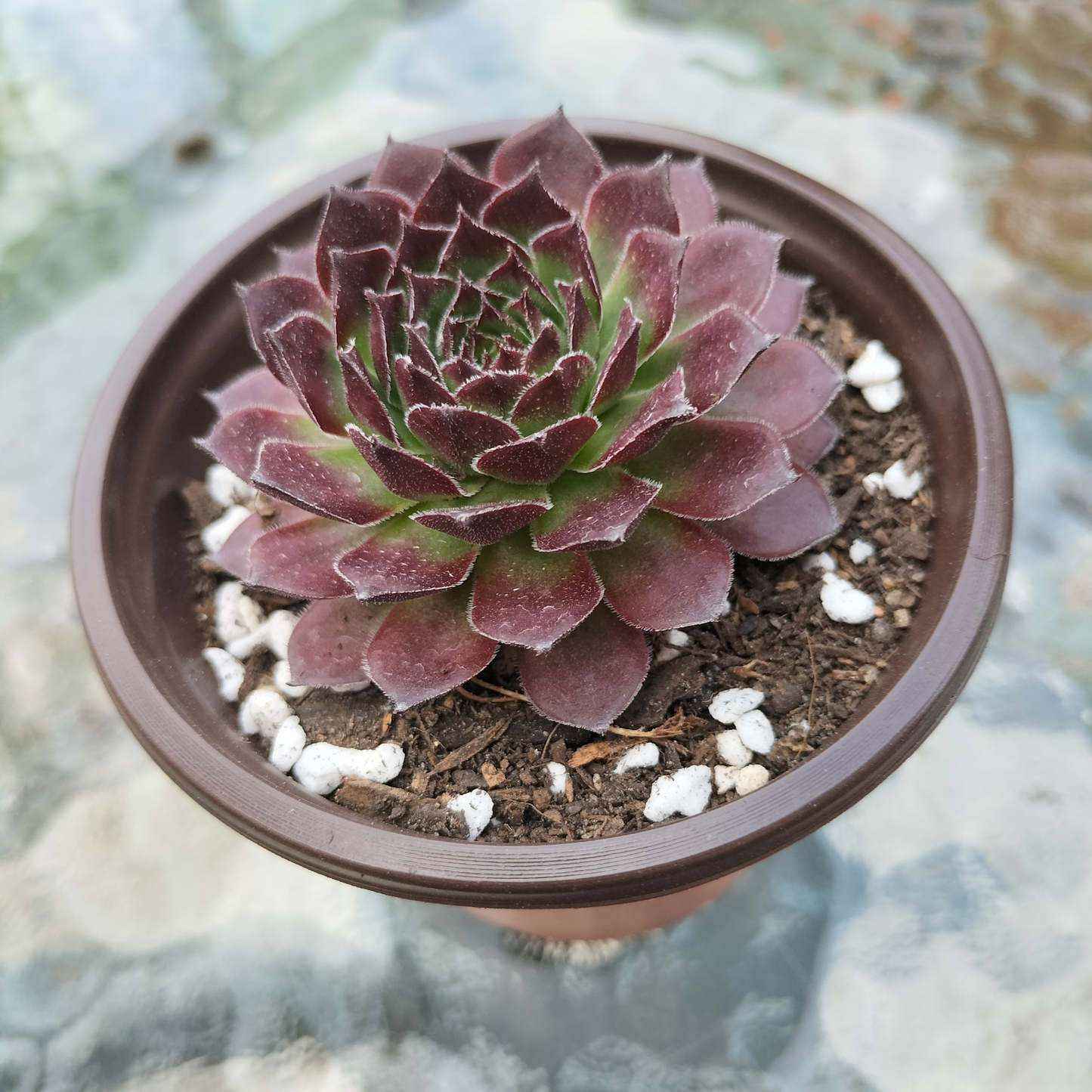 Sempervivum 'Gabrielle'