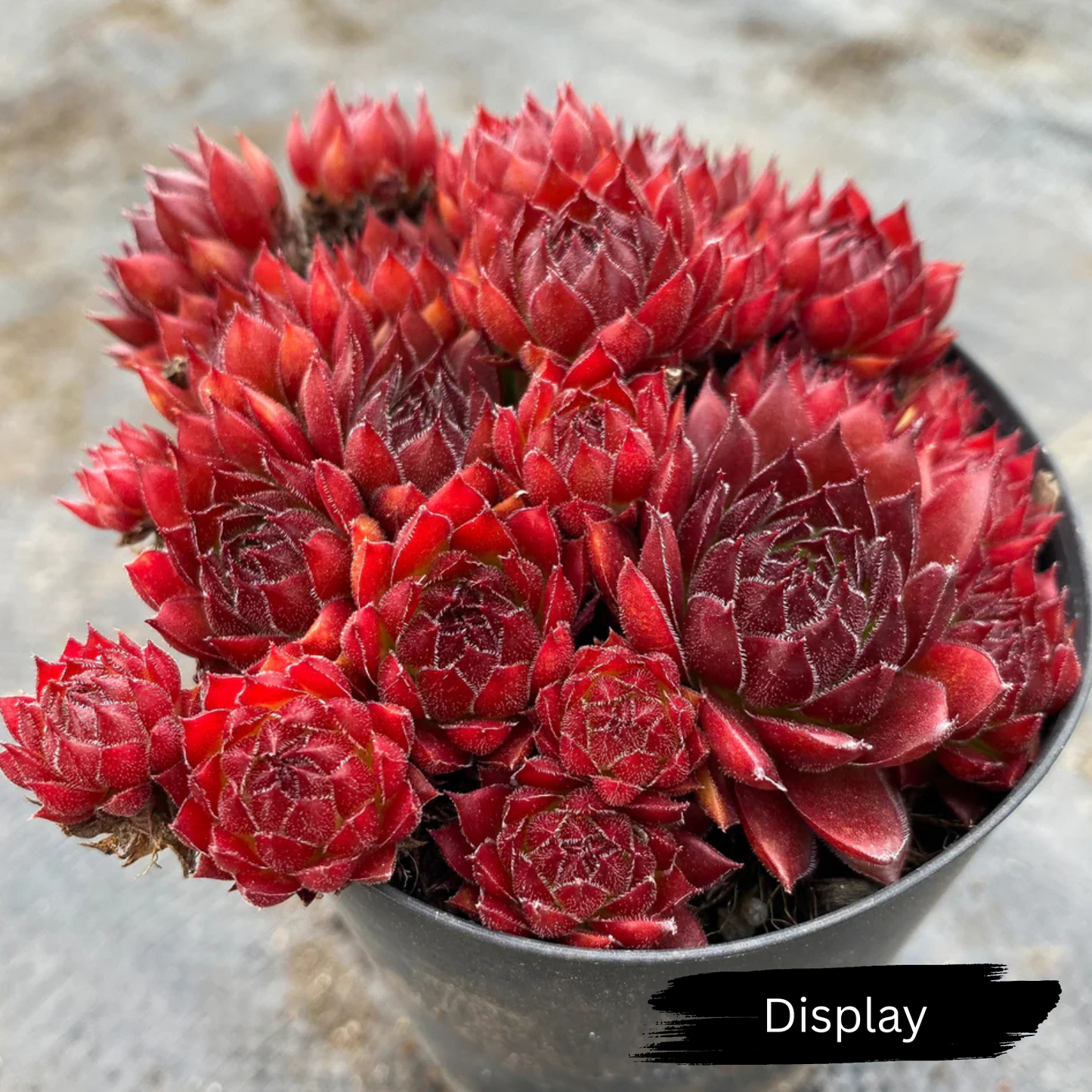 Sempervivum 'Gabrielle'