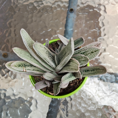 'Gasteria' Hybrid