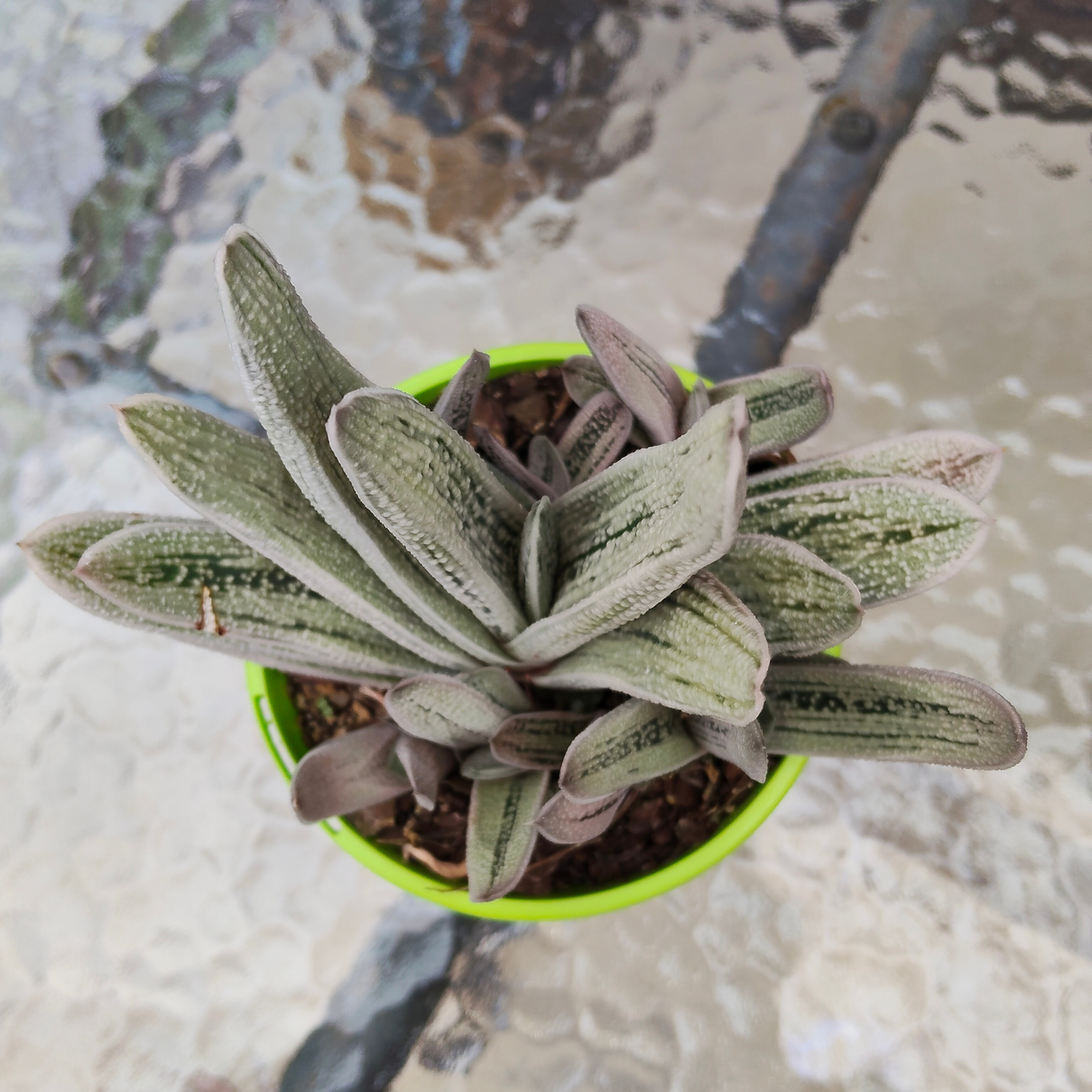 'Gasteria' Hybrid