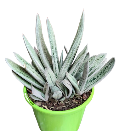 'Gasteria' Hybrid