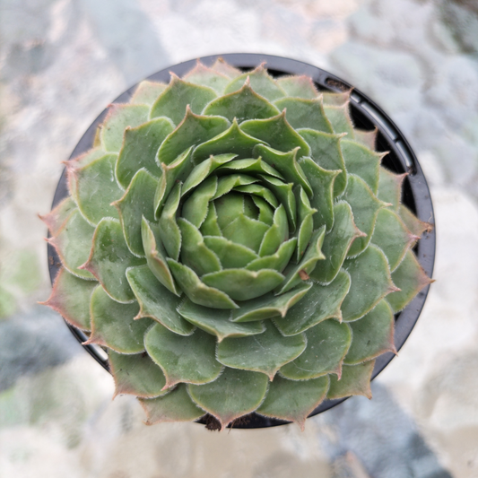 Sempervivum 'Gay Jester'