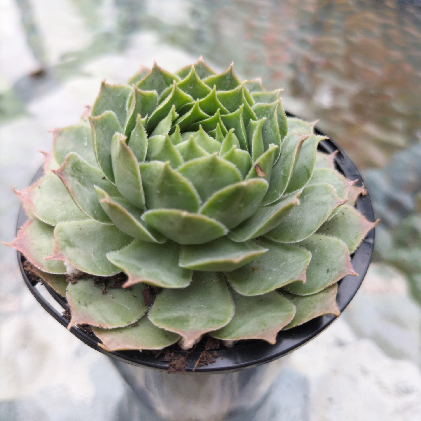 Sempervivum 'Gay Jester'