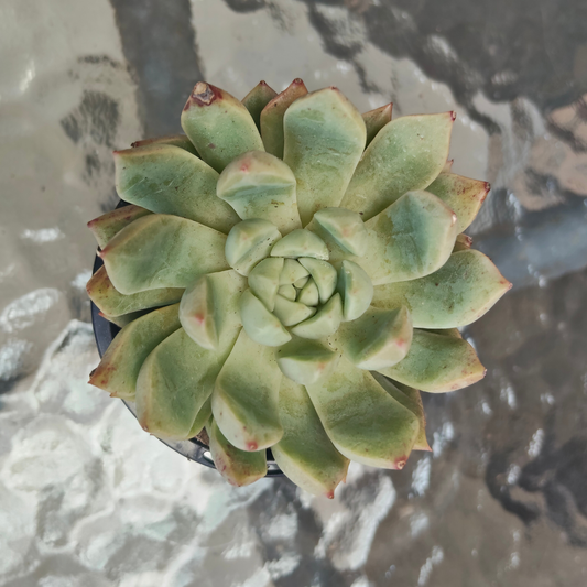 Echeveria Gemstone