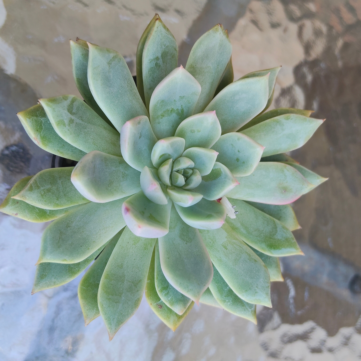 Echeveria Gemstone