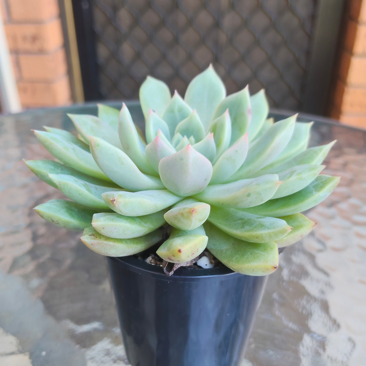 Echeveria Gemstone