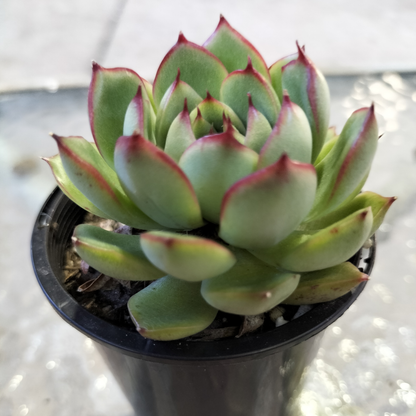 Echeveria 'Giselle'