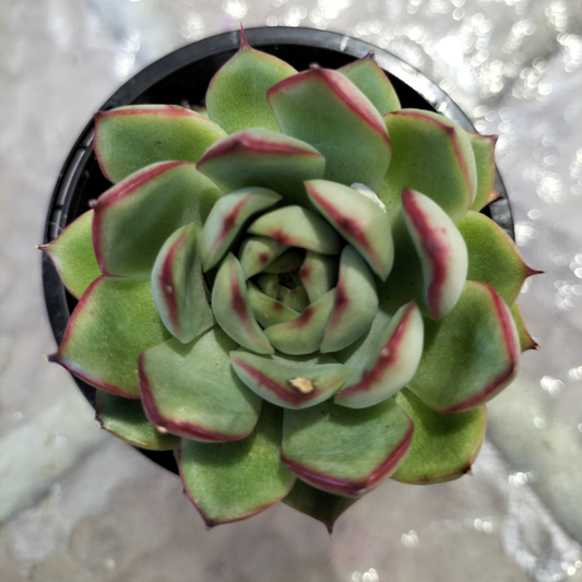 Echeveria 'Giselle'