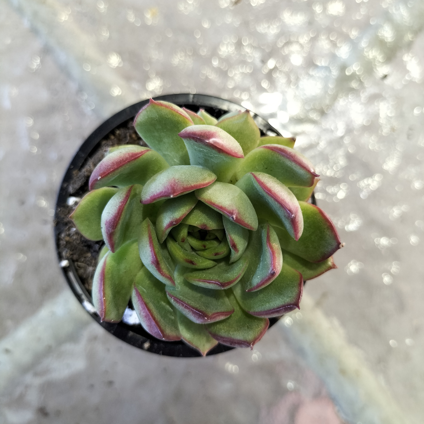 Echeveria 'Giselle'