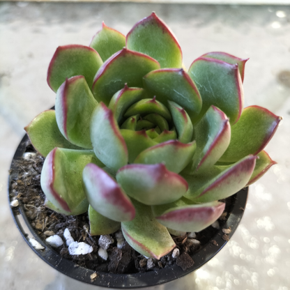 Echeveria 'Giselle'