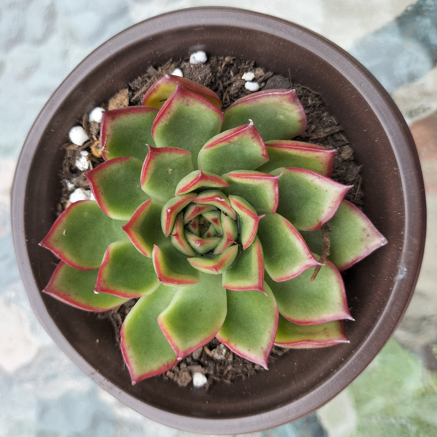 Echeveria 'Giselle'