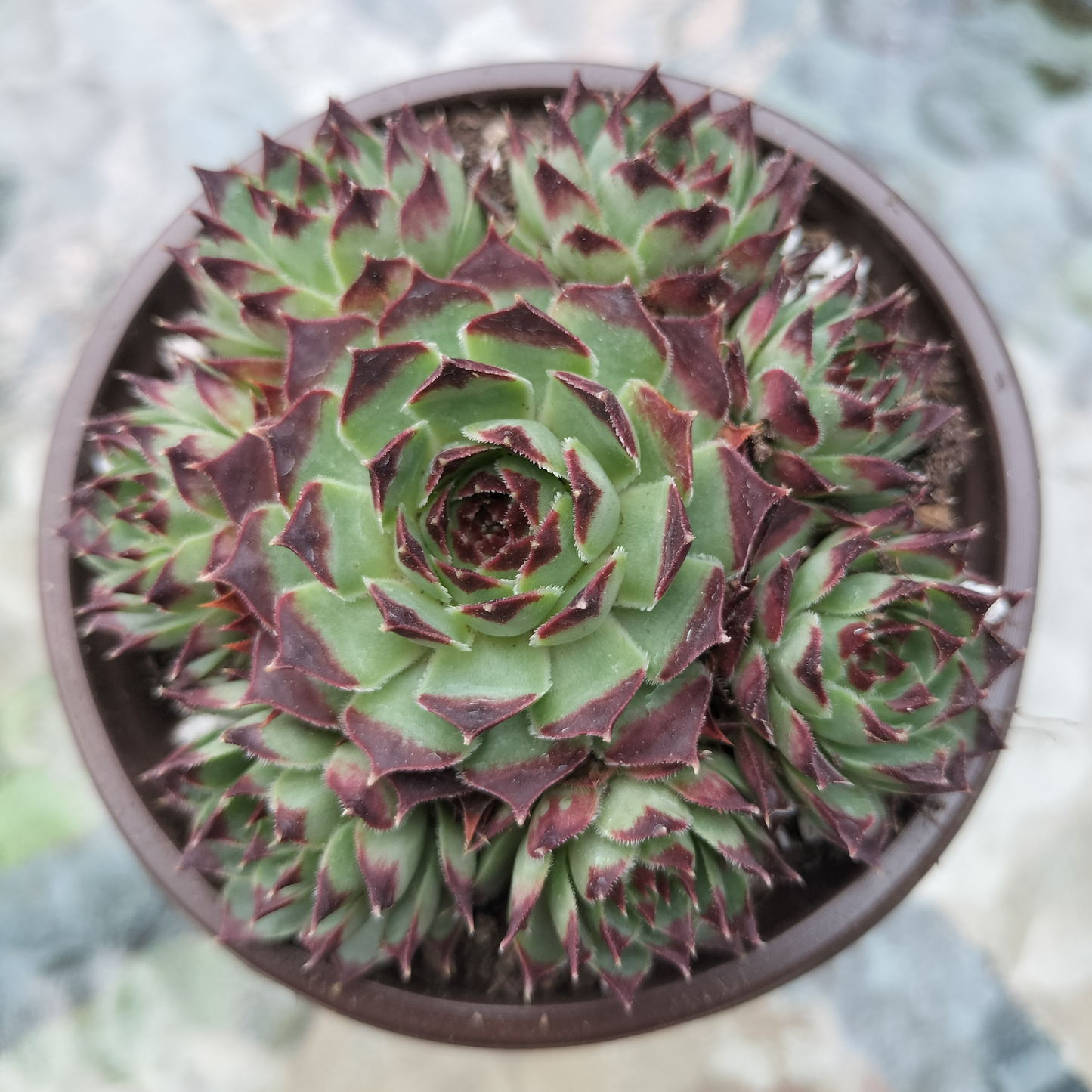 Sempervivum calcareum 'Guillaumes'