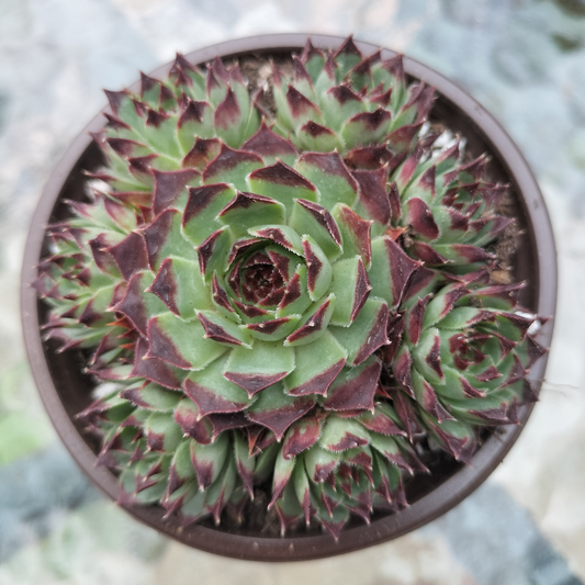 Sempervivum calcareum 'Guillaumes'
