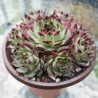 Sempervivum calcareum 'Guillaumes'