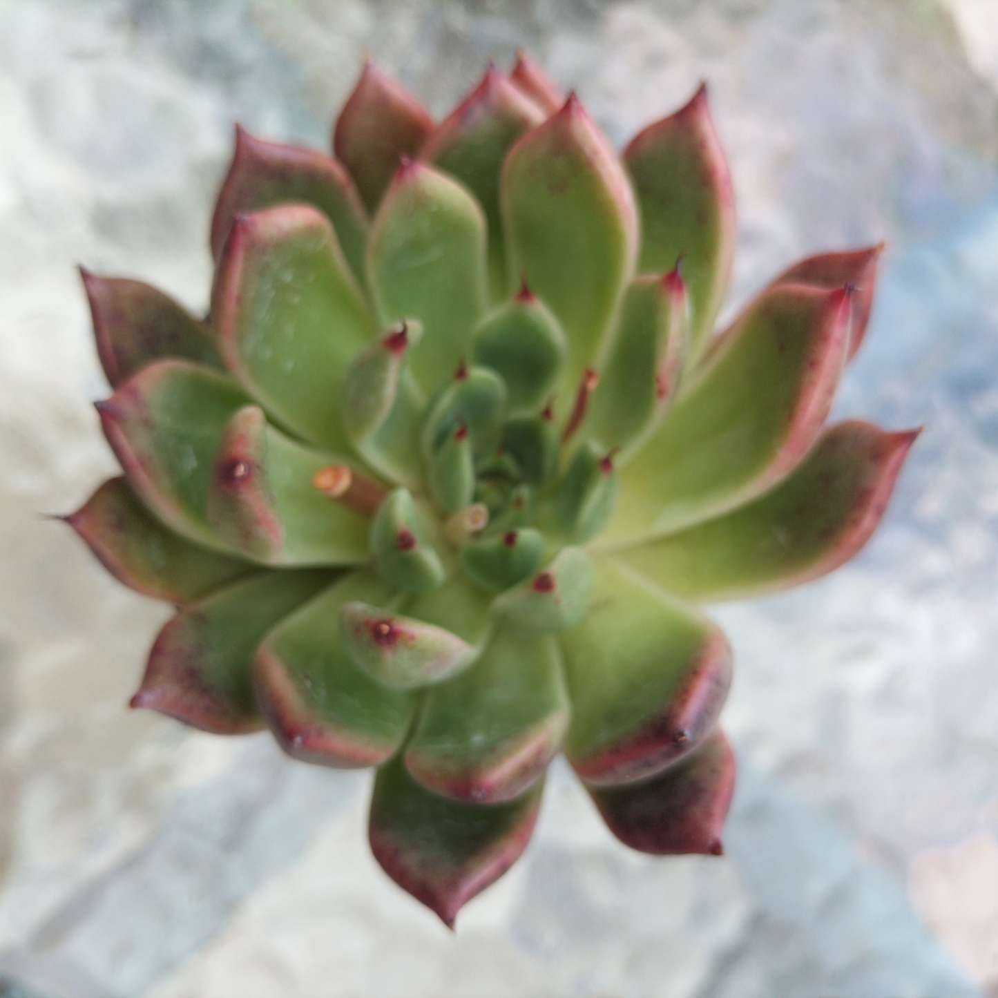 Echeveria 'Golden Bear'
