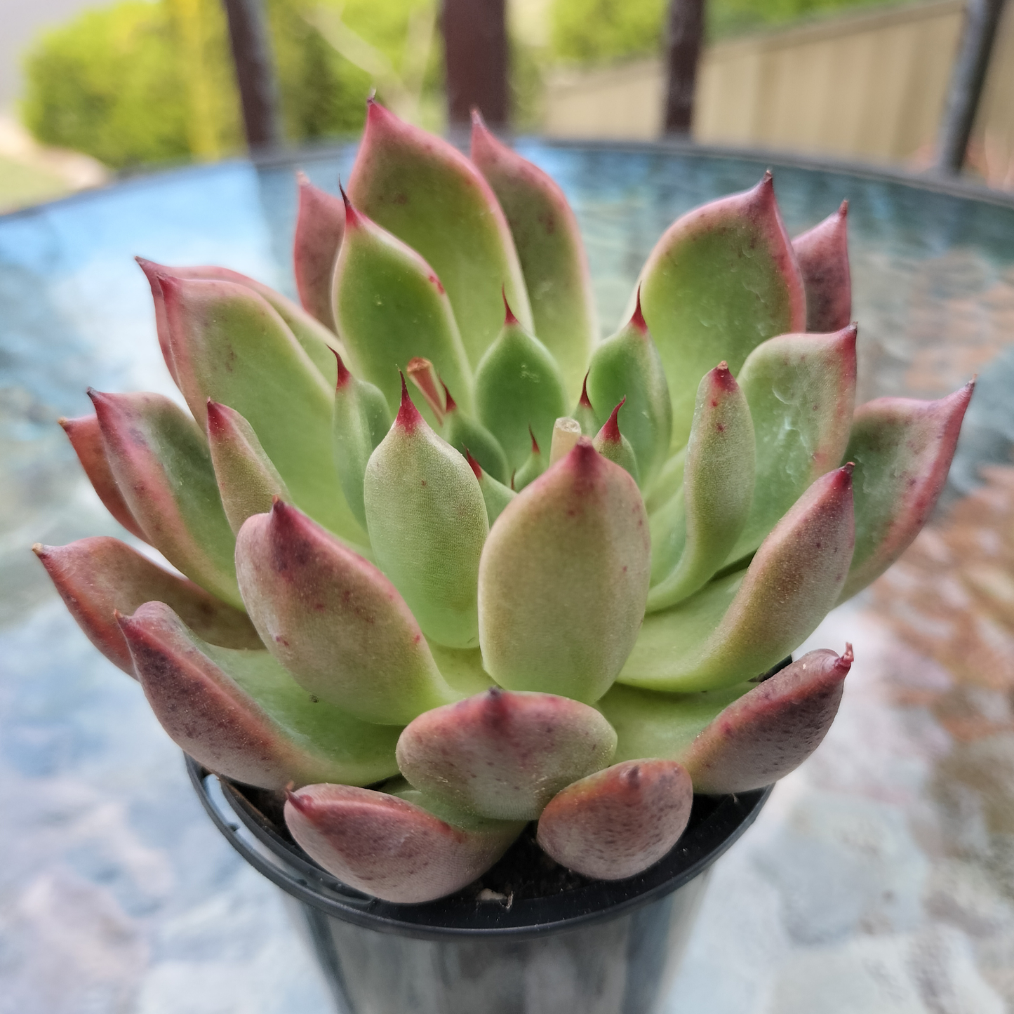 Echeveria 'Golden Bear'
