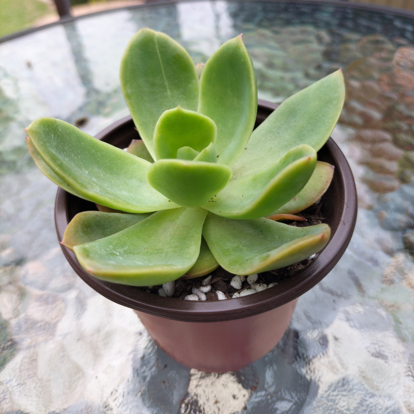Echeveria 'Golden Glow'