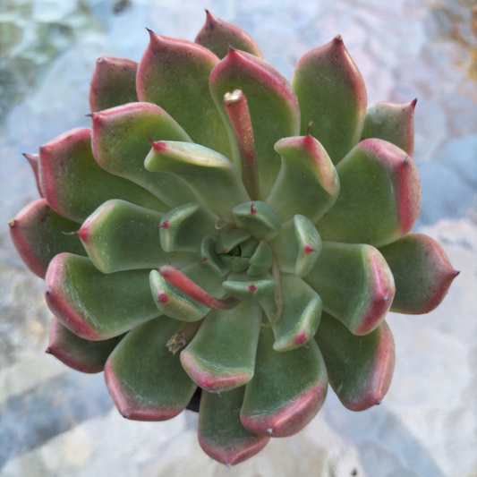 Echeveria 'Golden Bear'