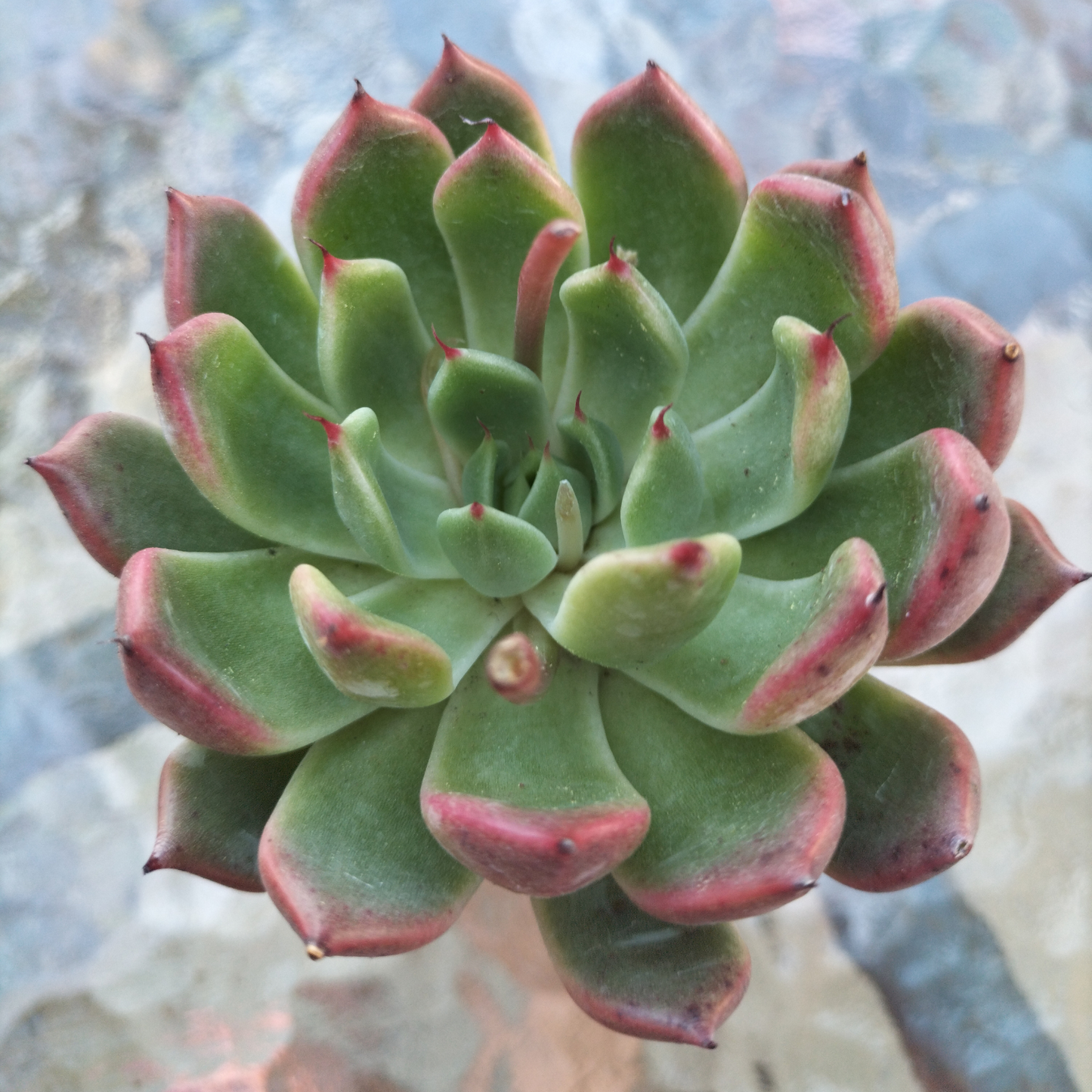 Echeveria 'Golden Bear'