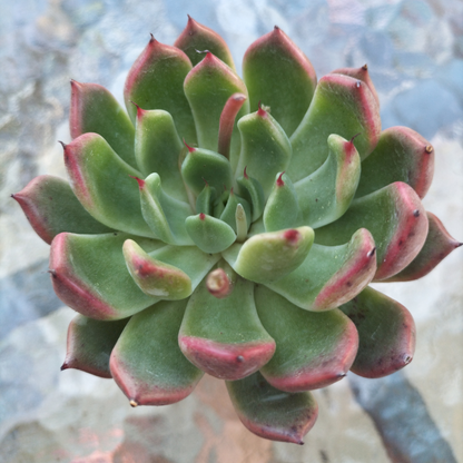Echeveria 'Golden Bear'