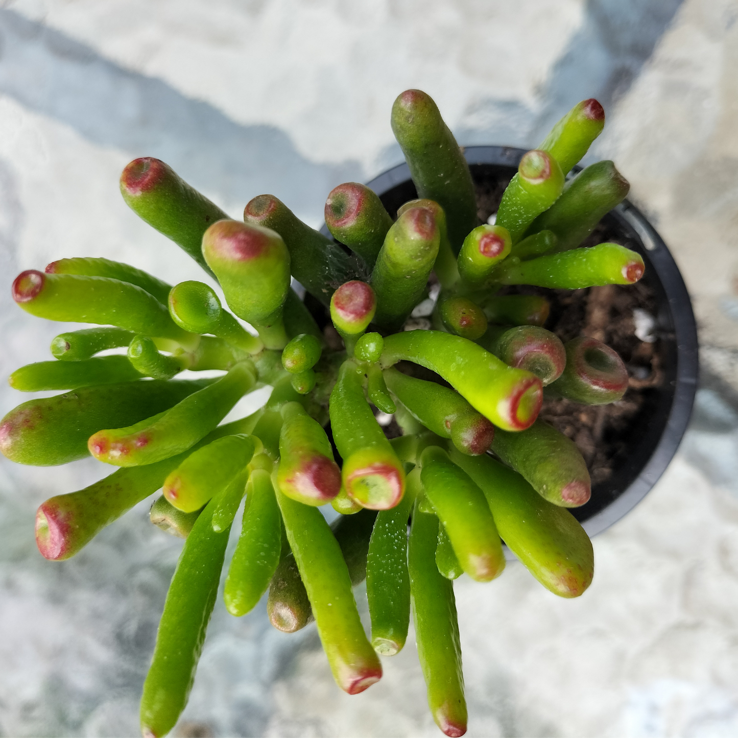Crassula ovata ‘Gollum’