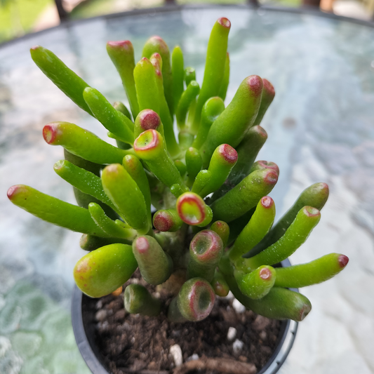 Crassula ovata ‘Gollum’
