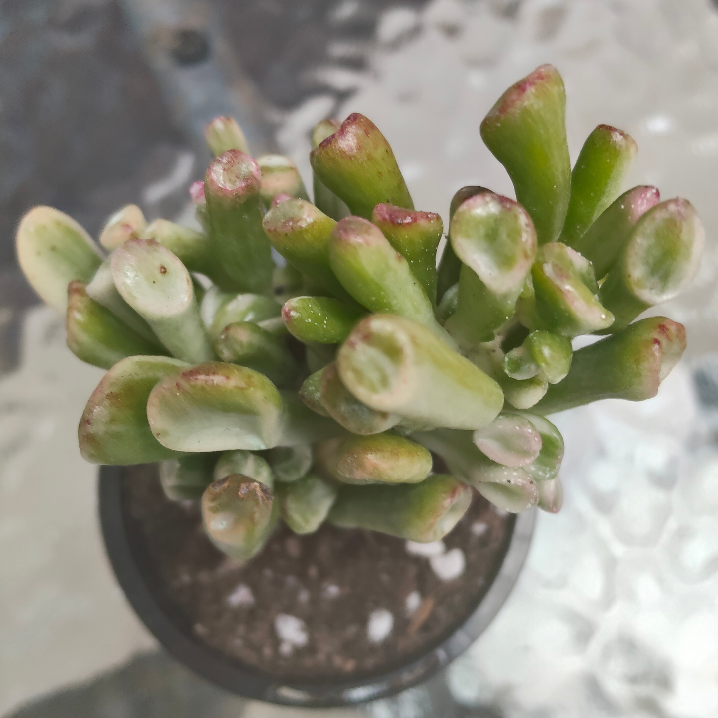 Crassula ovata ‘Gollum’ variegated