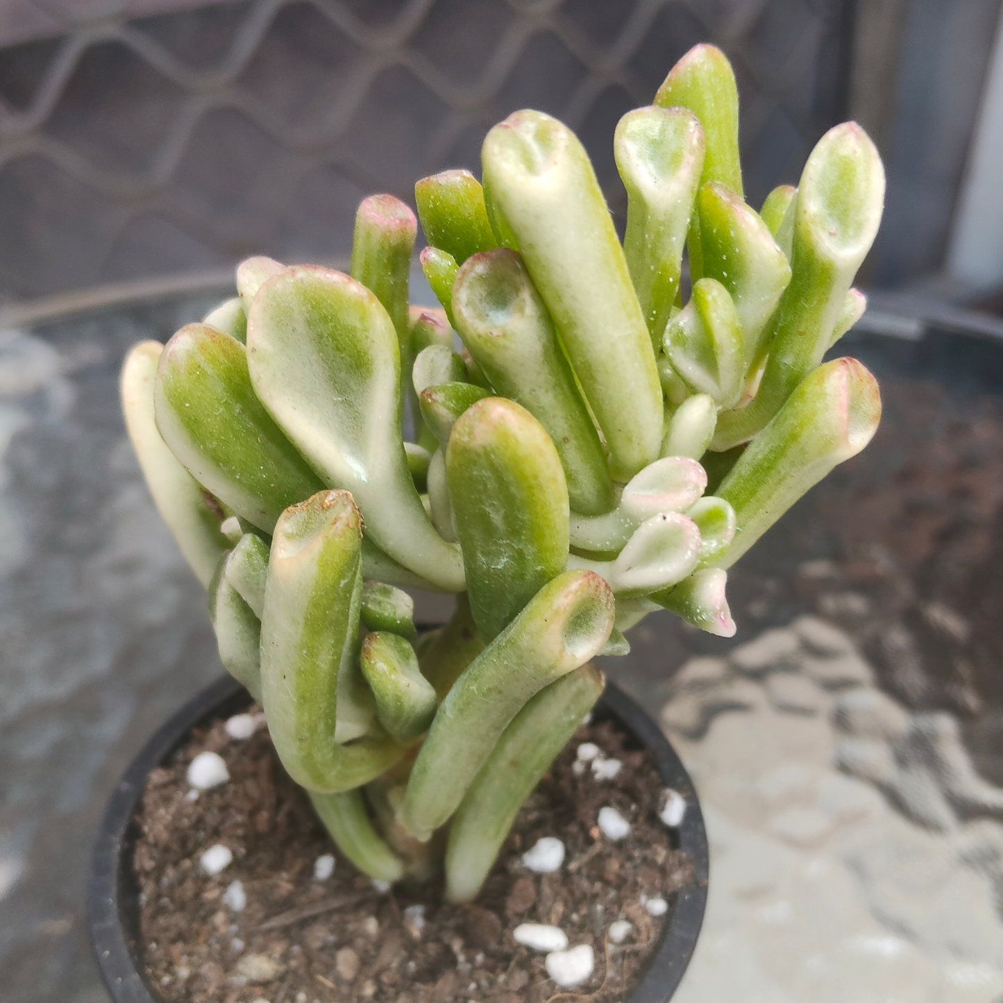 Crassula ovata ‘Gollum’ variegated