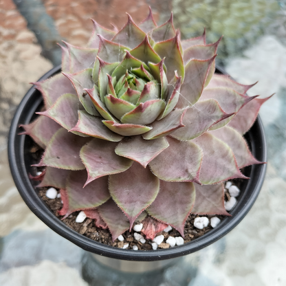 Sempervivum 'Grammens'
