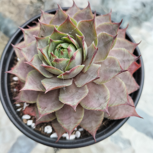 Sempervivum 'Grammens'