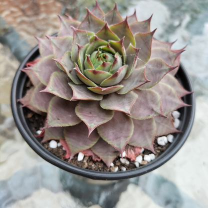 Sempervivum 'Grammens'