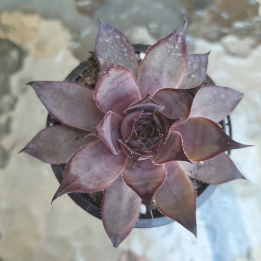 Sempervivum 'Grammens'